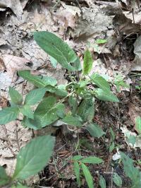 Viola fimbriatula image